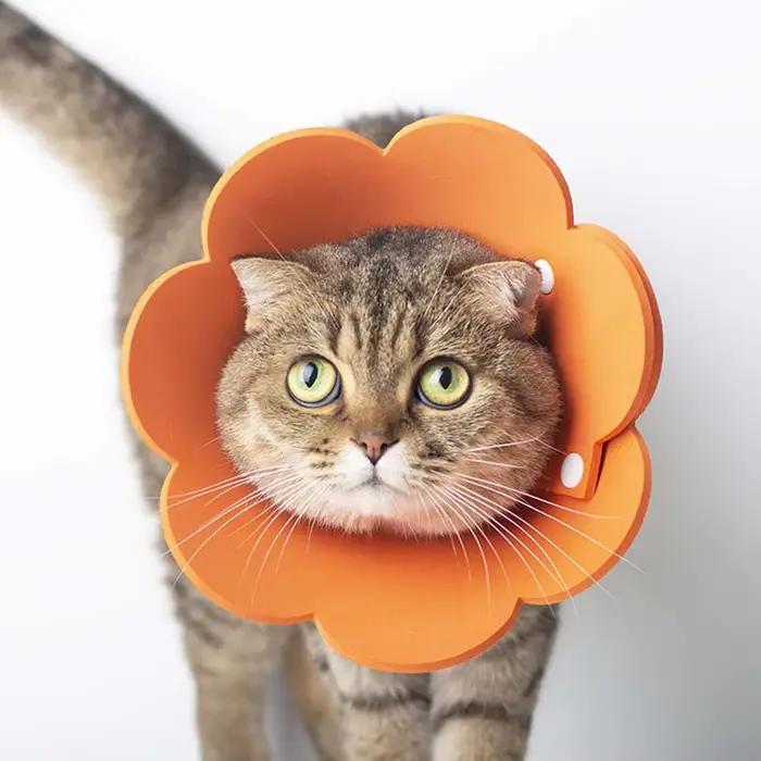 Collier de protection anti-léchage en EVA pour chats et chiens, collier éлизаветинский pour la guérison des plaies, protection du cou, rétablissement