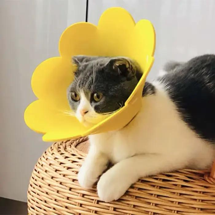 Collier de protection anti-léchage en EVA pour chats et chiens, collier éлизаветинский pour la guérison des plaies, protection du cou, rétablissement